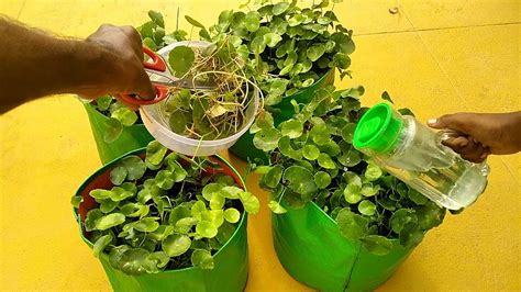 Cactuses, or cacti, are rather slow growers and can take years to show significant growth. How to Grow Brahmi Plant Easy and Faster | Bacopa Monnieri ...