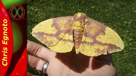 The emperor moth caterpillar eats from plants while in the caterpillar stage. That is one big Imperial Moth! - Eacles imperialis ...