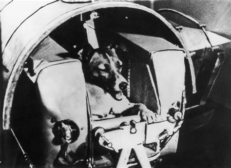 The Horrible Story Of Laika The Dog That Had A One Way Ticket To Space