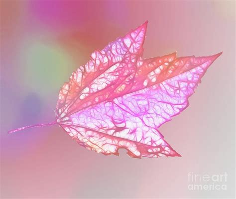 In The Pink Maple Leaf Pastel Pink Photograph By Linda Rae Cuthbertson