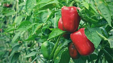 7 Bell Peppers Growing Stages From Seed To Harvest Just Pure
