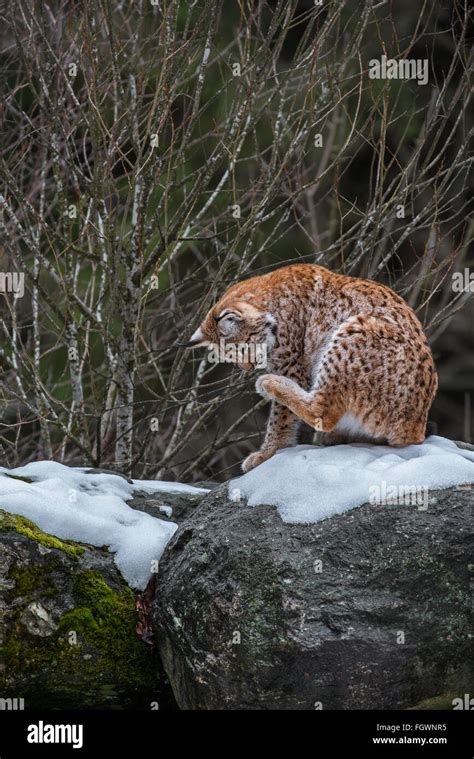 Eurasian Lynx Lynx Lynx Sitting On Rock In The Taiga In The Snow In
