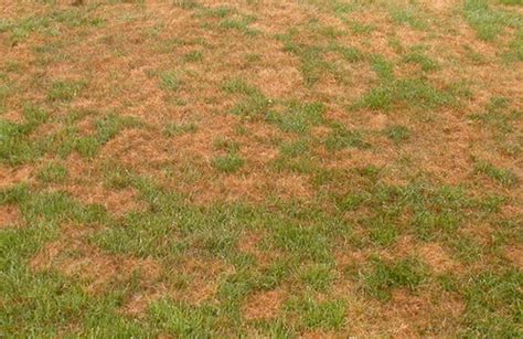 Lawn Disease Identification Chart How To Identify Diseases In Your Grass