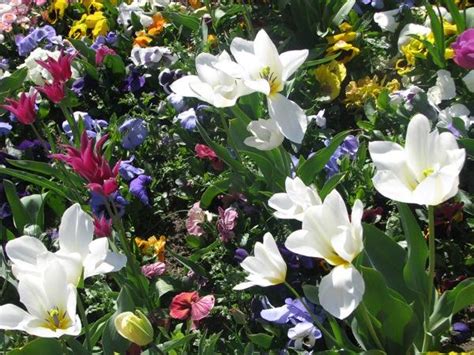 Maybe you would like to learn more about one of these? Whidbey Island represented at Seattle's Northwest Flower ...