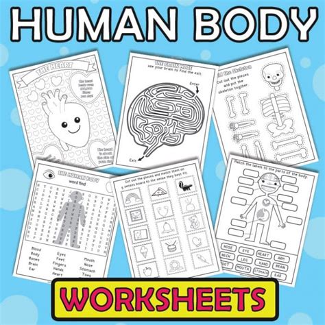 Human Body Worksheets Itsy Bitsy Fun