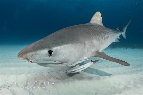 Tiger Shark Galeocerdo Cuvier Bahamas 31949