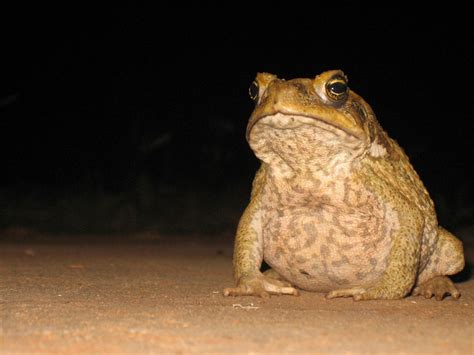 Cane Toads Introduced Australias Defining Moments Digital Classroom