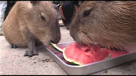カピバラがスイカを食べる勢いがすごいcapybaras Amazing Speed Of Eating Watermelons Youtube