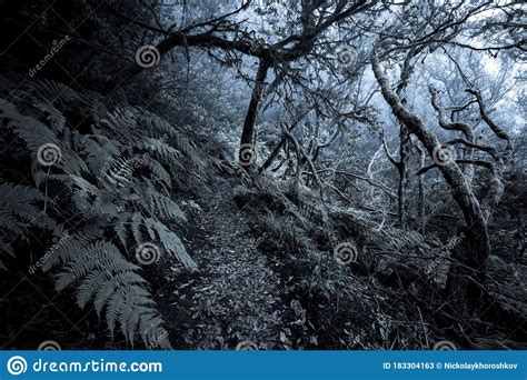 Dark Foggy Forest And Path Through It Stock Image Image