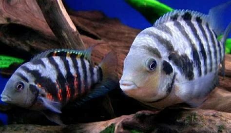 The Basics Of Convict Cichlid Size Care And Lifespan