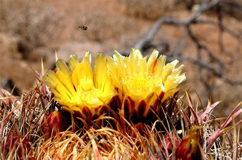 Edupic Arizona Wildflower Images