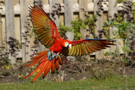 Macaw Parrot Bird Tropical 76 Wallpapers Hd Desktop And Mobile