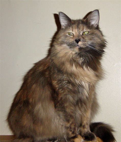 Tortoiseshell Cat Biological Science Picture Directory