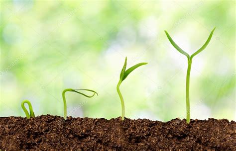 Plants Growing From Soil Plant Progress Stock Photo By Kav777 63242991