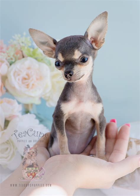 Blue Chihuahua Puppies Teacups Puppies And Boutique