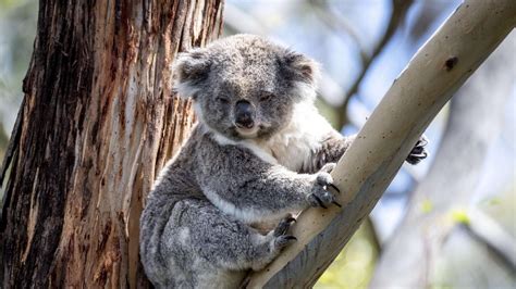 Koala Action Group Shocked At Council Land Clearing Plan The Courier Mail
