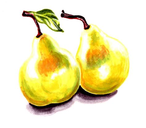 Drawing Of Two Yellow Pears With A Green Leaf Isolated On White