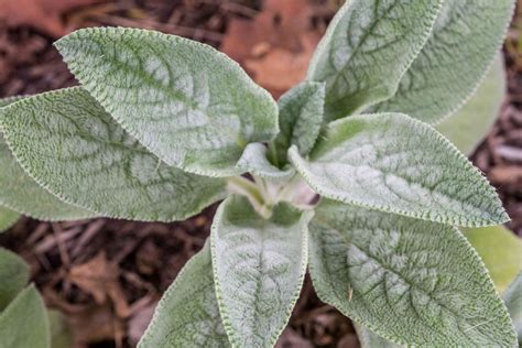 Lambs Ear Plant Care And Growing Guide