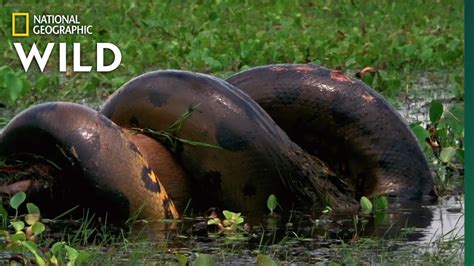 Big Anaconda In Amazon River Documentary Anaconda National
