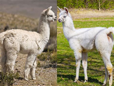 For both multicast() and recipientlist() to be concorrent. What's the Difference Between Llamas and Alpacas ...
