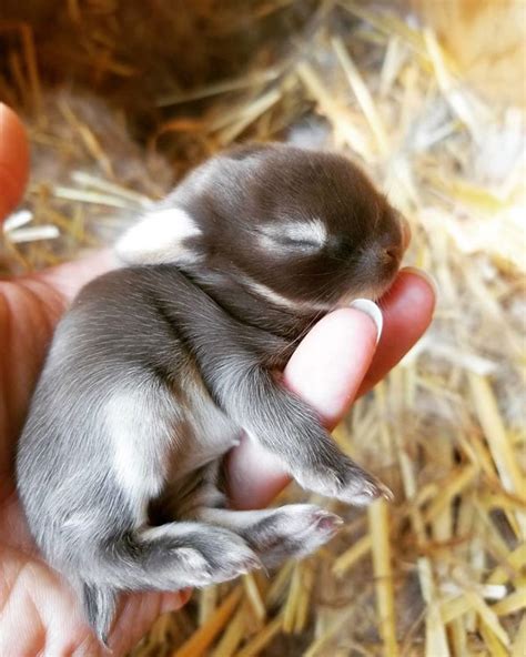 20 Handfulls Of Cute Baby Bunnies That Will Melt Your Heart - Shenhuifu
