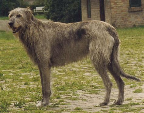 irish wolfhound dog breed information pictures