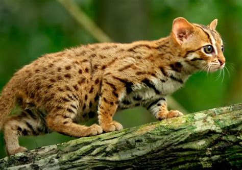 The Rusty Spotted Cat Is The Smallest Feline In The World This Is A