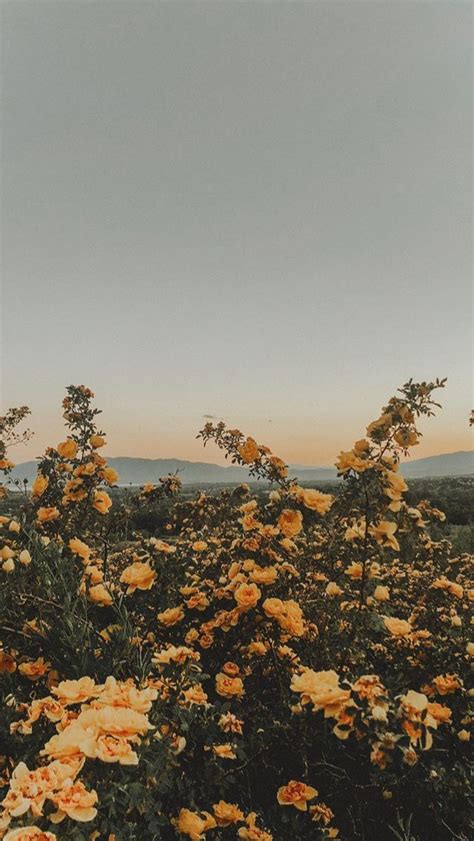 Love Pastel Sunset Vintage Flowers Film Filter Yellow Flower
