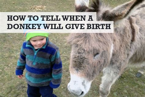 How To Tell When A Donkey Will Give Birth Pregnancy Signs