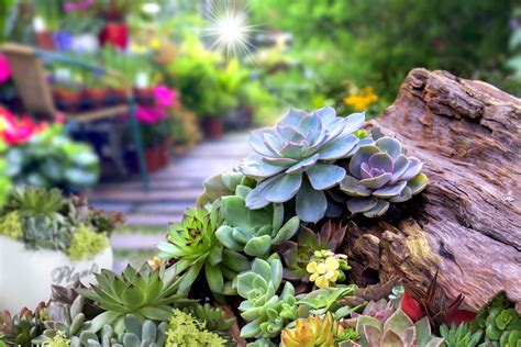 There are no specific guidelines on how to fast with a water diet, apart from only drinking water. Preparing A Succulent Garden Bed: How To Prepare Soil For ...