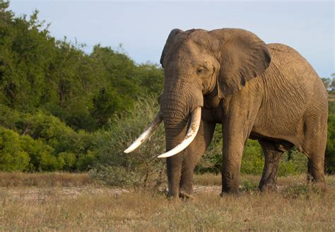 The African And Asian Elephant Defining Features Londolozi Blog