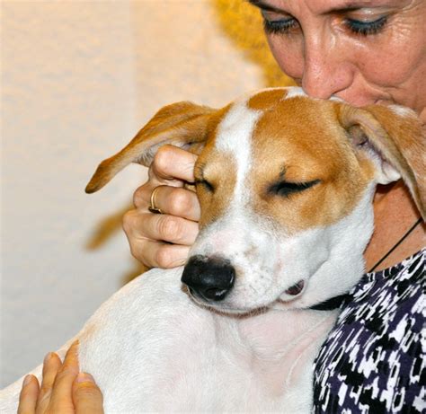 We are so grateful for your continued support!! Homeward Pet Adoption Center helps Baja La Paz Puppies ...