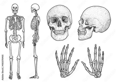 Human Skeleton Collection Illustration Drawing Engraving Ink Line