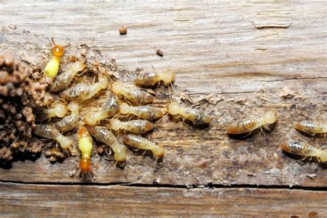 Do Termites Bite — Gray Pest Control