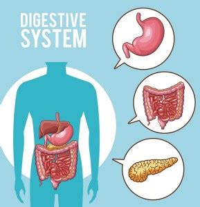 The Digestive System Anatomical WaLL Poster For Schoo Human Digestive