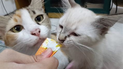 Kelebihan kucing ini berupa memiliki tubuh yang gemuk serta hidung pesek yang imut. Anak Kucing Persia Belajar Makan Cemilan - YouTube