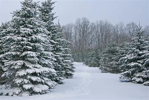 Spruce Trees Covered With Snow Stock Photo Image Of Michigan White