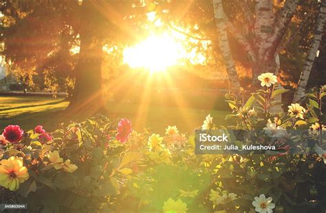 Flowers And Sunset Stock Photo Download Image Now Yard Grounds