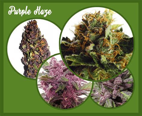 Purple Haze Strain Review Learn All About Purple Haze Weed