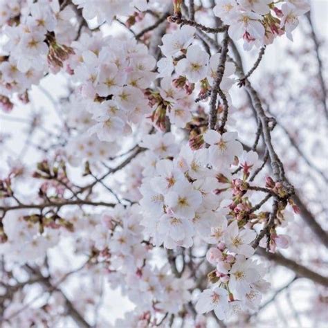 One Beautiful Pink And White Yoshino Cherry Blossom Tree Live Saplings