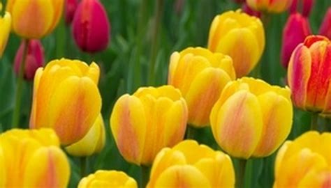 Check spelling or type a new query. A List of Full Sun Perennial Flowers in Zone 4 | Garden Guides