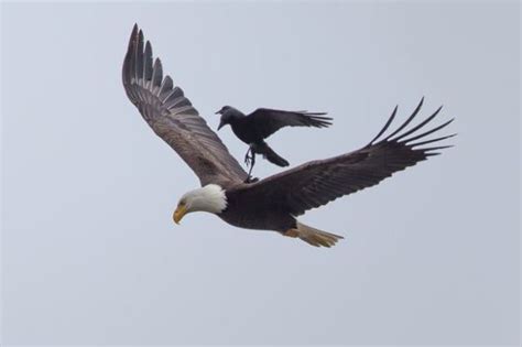 Nah, disini anda bisa melihat langsung gambar burung yang populer di sosial media. Edisi Viral : Burung Gagak Tumpang Atas Helang di Udara ...