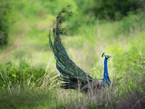 Can Peacocks Fly All You Need To Know Animals Insider