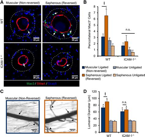 Intercellular Adhesion Molecule 1 Icam 1 Is Necessary For Enhanced