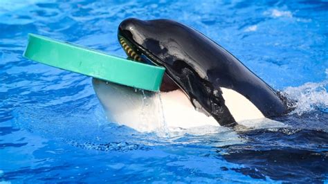 Seaworld To End Orca Breeding Program Abc News