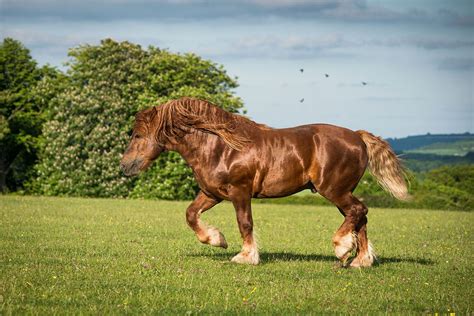10 Strongest Horse Breeds In The World With Pictures Pet Keen