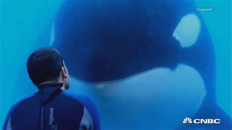 Seaworld To Stop Breeding Orcas