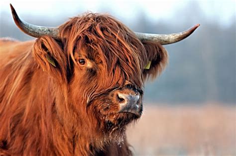 Winter Lightscottish Highlander Cow Scottish Highland Cow
