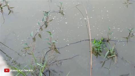 Najur Ikan Gabus Di Sawah Youtube