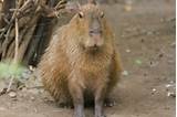 Largest Rodent Photos
